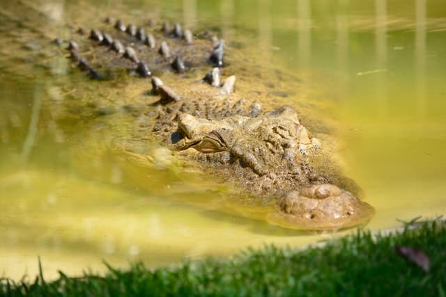 Crocodiles In Creeks